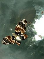 Эффект бабочки и теория хаоса - интересные факты