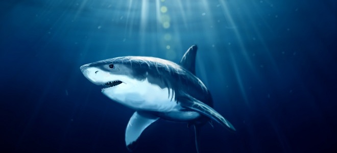 акулий жир польза и вред