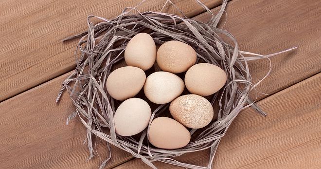 Яйца цесарки - польза и вред, как готовить цесариные яйца?