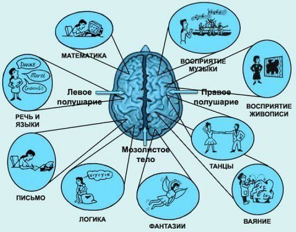 функции левого полушария головного мозга