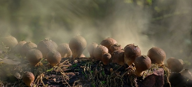 гриб дождевик лечебные свойства как приготовить