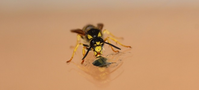 Мухи осы и шмели укрываются в сухие убежища схема предложения