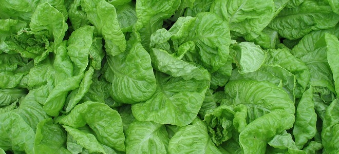зеленый салат полезные свойства