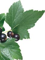 Листья черной смородины – лечебные свойства и противопоказания