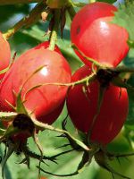 Плоды шиповника – лечебные свойства и противопоказания 