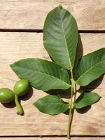 Листья грецкого ореха – полезные свойства и противопоказания