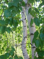 Березовые листья – лечебные свойства и противопоказания