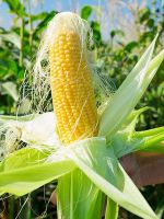 Кукурузные рыльца – лечебные свойства и противопоказания