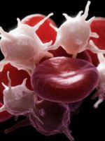 Как поднять тромбоциты в крови?
