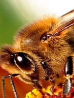 Пчелиный подмор – польза и вред