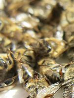 Пчелиный подмор – рецепты