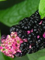Американский лаконос – лечебные и полезные свойства ягоды