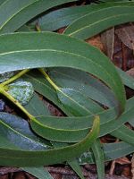 Листья эвкалипта – применение