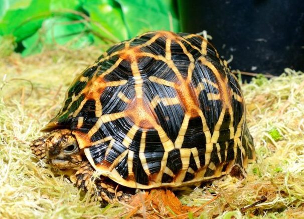 Популярные виды сухопутных домашних черепах 3 (Звездчатая черепаха 1)