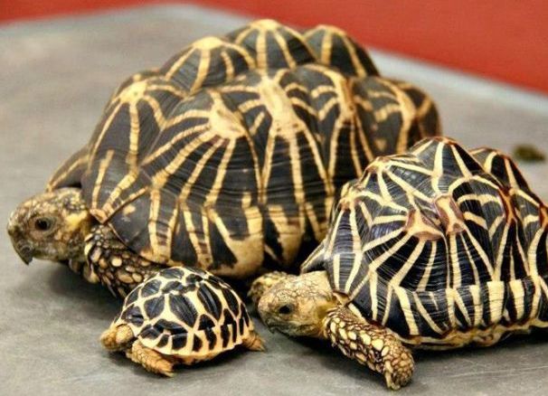 Популярные виды сухопутных домашних черепах 4 (Звездчатая черепаха 2)