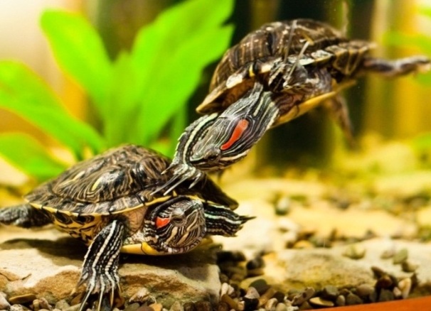 Виды водных домашних черепах 1 (Красноухая черепаха 1)