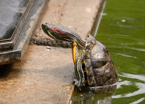 Виды водных домашних черепах 2 (Красноухая черепаха 2)