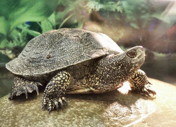 Виды водных домашних черепах 5 (Болотная черепаха 1)