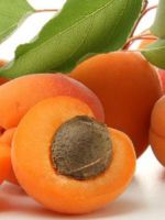 Масло абрикосовых косточек – незаменимое составляющее домашней косметики 