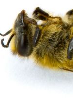 Пчелиный подмор – лечебные свойства и все секреты применения