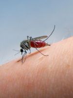 Аллергия на укусы комаров – чем опасна, как ее лечить и что делать, чтобы комары не кусали?