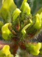 Астрагал шерстистоцветковый – лечебные свойства и противопоказания травы и 8 лучших рецептов