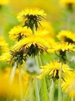 Одуванчик – лечебные свойства и противопоказания цветка, листьев и корня, 11 рецептов