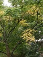 Бархат амурский – лечебные свойства и применение плодов пробкового дерева