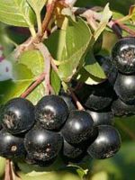 Арония черноплодная – 4 лучших лечебных рецепта из плодов черной рябины