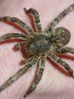 Укус тарантула – чем опасен для человека, и как помочь пострадавшему?