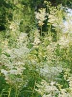 Трава лабазник – лечебные свойства таволги и 9 эффективных рецептов