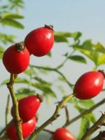 Коричный шиповник – от чего помогают плоды, и как их правильно применять?