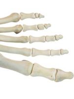 Кости стопы – строение, самые частые болезни и травмы
