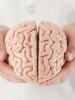 Строение головного мозга – как устроен главный орган ЦНС?