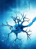 Строение нейрона – все особенности нервной клетки
