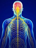 Вегетативная нервная система – строение, функции, причины и симптомы нарушений