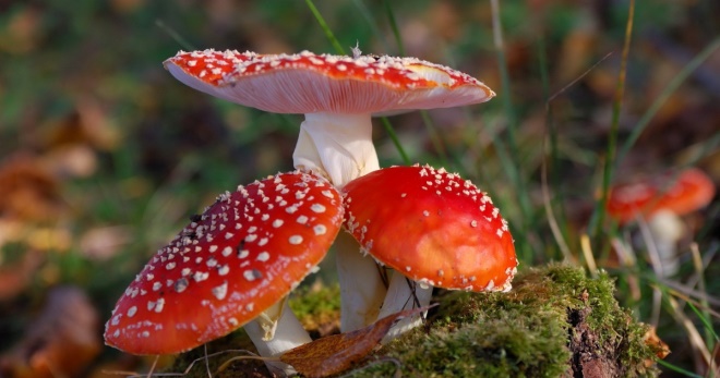 Отравление грибами – экстренные меры и дальнейшее лечение