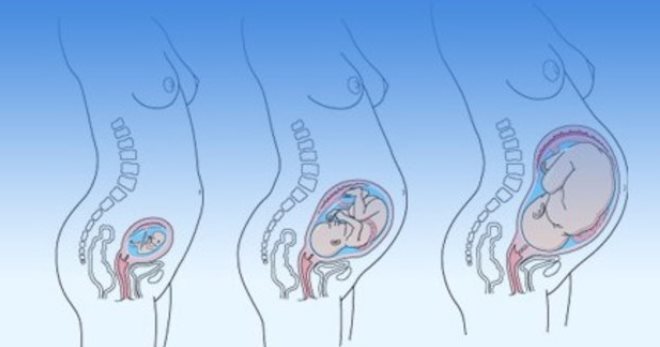 Триместры беременности – как их считать по неделям, и что происходит в каждом периоде?