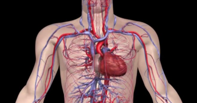 Кровеносная система человека – из чего состоит и как работает?