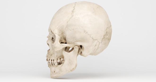 Кости черепа – особенности строения и функции
