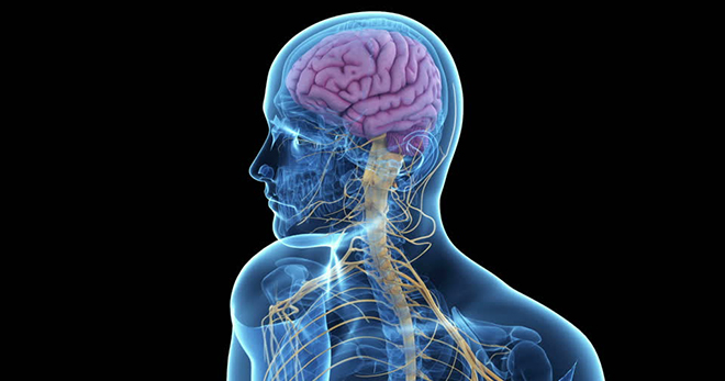 Продолговатый мозг – расположение, строение и главные функции