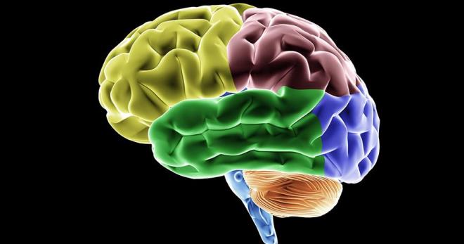 Средний мозг – где находится, как устроен и за что отвечает?