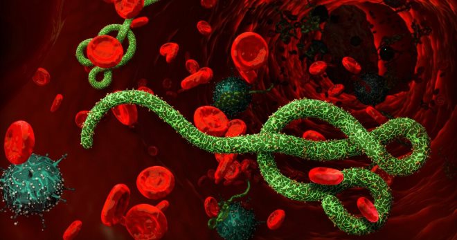 Вирус Эбола – вся правда о смертельной инфекции