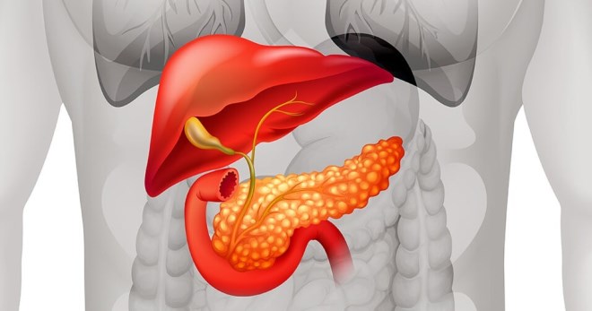 Гормоны поджелудочной железы – функции и особенности инсулина и не только