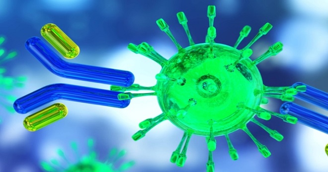 Иммуноглобулин G при коронавирусе – когда появляется и о какой стадии инфекции расскажет белок?