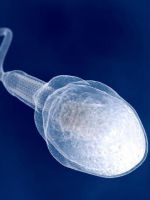 Сколько живут сперматозоиды во влагалище?