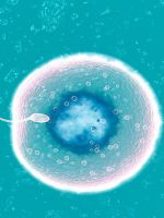Чем отличается яйцеклетка от сперматозоида?