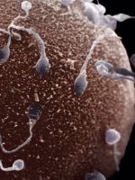 Как попадает сперматозоид в яйцеклетку?