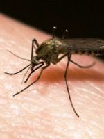 Чем обработать укус комара у ребенка?