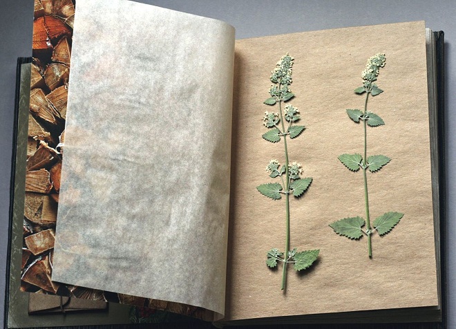 Как оформить гербарий из листьев в школу фото